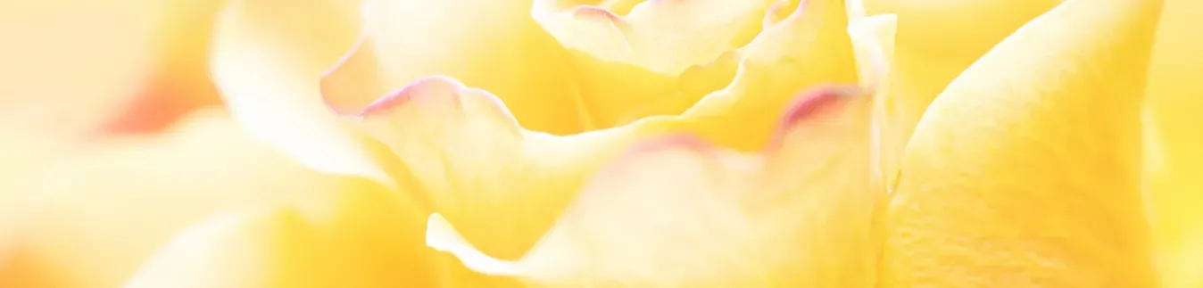 Earring findings - Lylo Tools