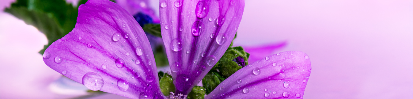 Cortador para hacer pendientes con forma de flor - Lylo Tools