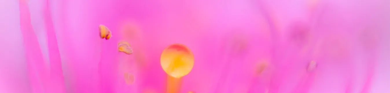 Polymer clay cutters for jewelers making - Lylo Tools