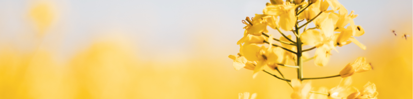 Modeling Tools for Clay - Lylo Tools